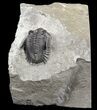 , Uncommon Greenops Trilobite - New York #55007-2